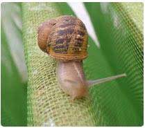 snail-farm-sklad-efekty