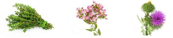 Reviten Forte - Jakie są składniki wewnętrzne?